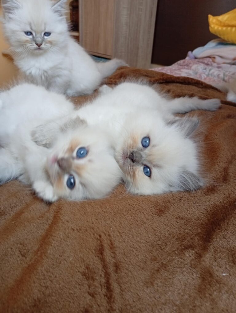 5ff434c9-8927-4d05-b70a-3f61151c4764