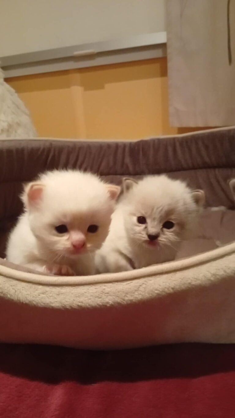 613000a9-f11f-4ede-81d0-9322fe98e903