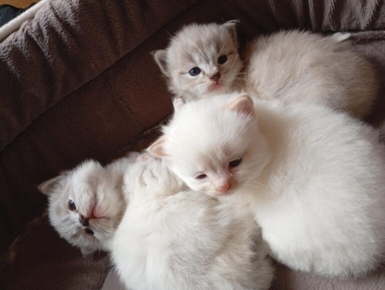 67ec6e56-5596-4381-8c93-21dacfdb3deb - Copie