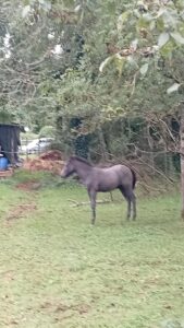 Poulain OC (Camargue × Dartmoor) Prince de la Mine d'Argent, Élevage de la Mine d'Argent, Uffholtz