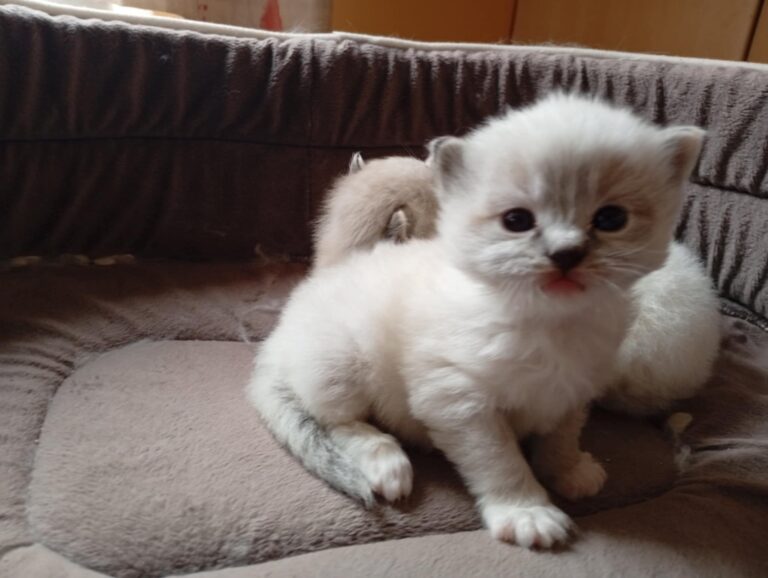 86ab87c4-73ae-4518-8521-6a51a55c9c1f - Copie