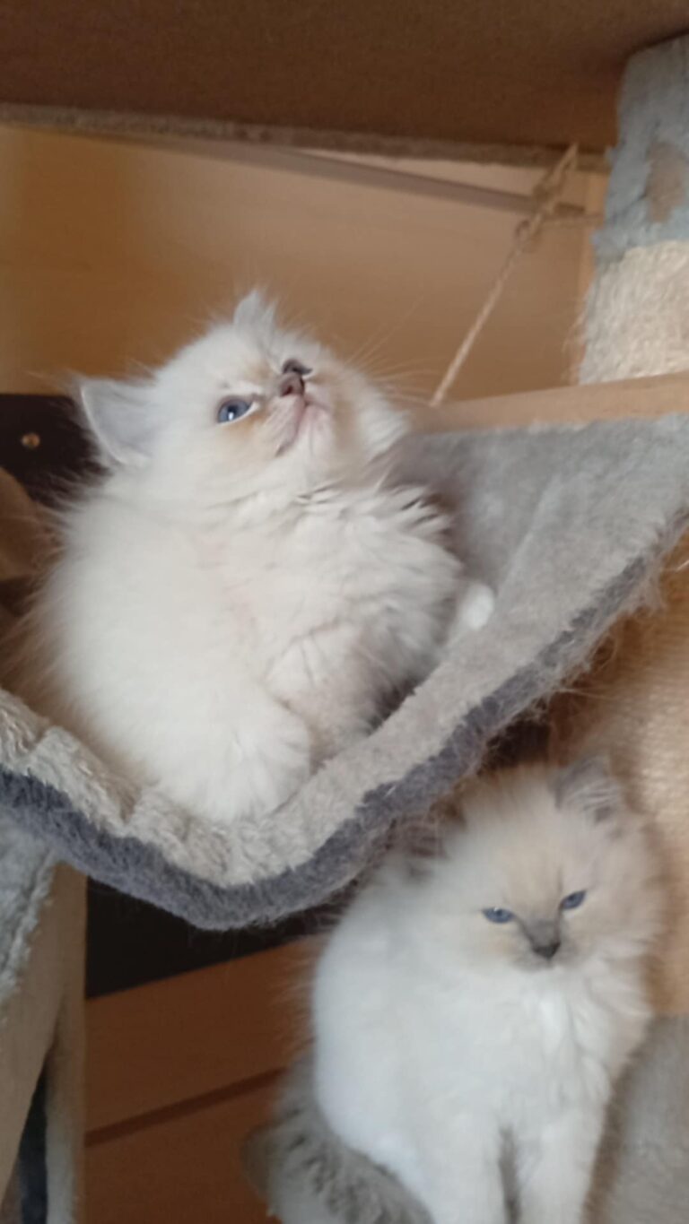 8fc5f8f4-c73d-4f15-abf9-b335859151e9