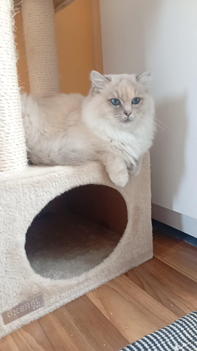 9af7274f-1b78-4c01-9fc6-5be525174b80 (1) - Copie