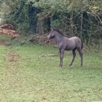 Poulain OC (Camargue × Dartmoor) Prince de la Mine d'Argent, Élevage de la Mine d'Argent, Uffholtz