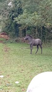 Poulain OC (Camargue × Dartmoor) Prince de la Mine d'Argent, Élevage de la Mine d'Argent, Uffholtz