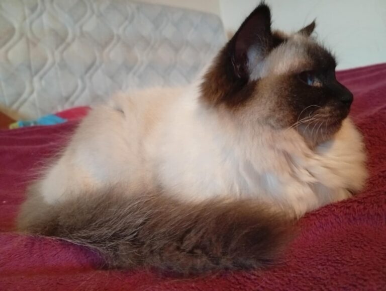 b69cb858-b1b2-455e-96e5-ac29394b3f69