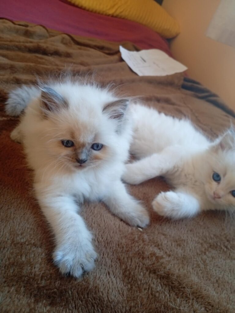 c0f397a6-b672-42f4-99f3-2442ebf97afd