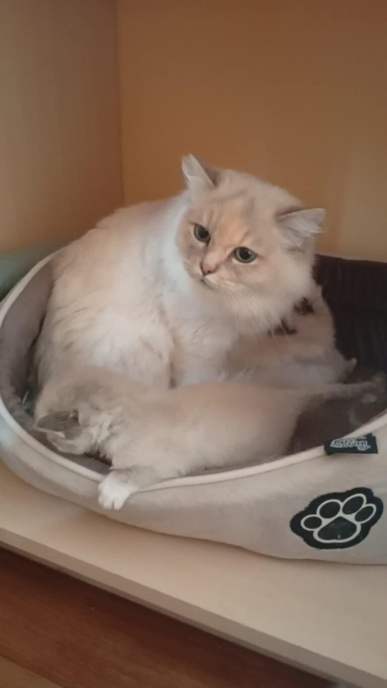 dcd71520-5959-46ba-8a80-61bc7612ddf6 - Copie