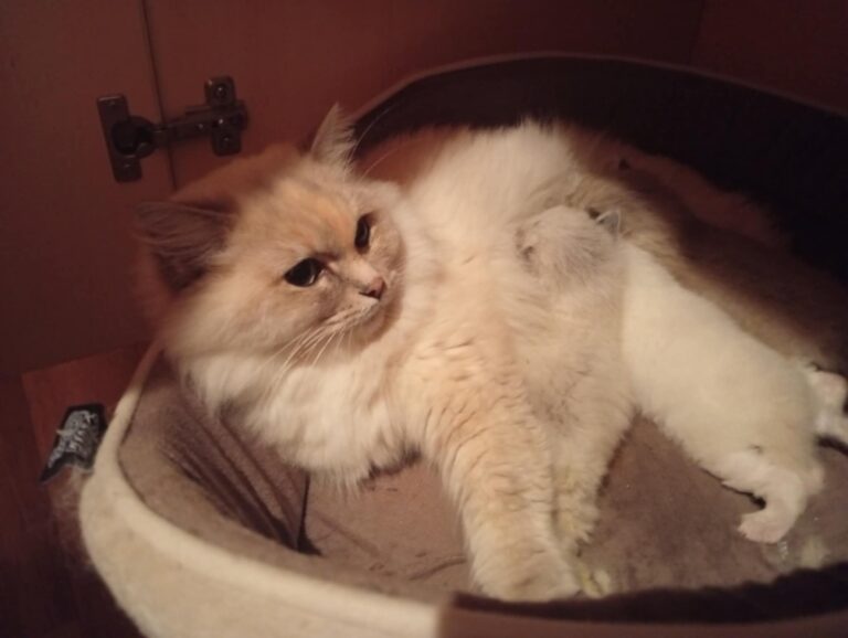 e1cc2150-1cc0-4ca9-a1ea-1ecf9f3733e8 - Copie