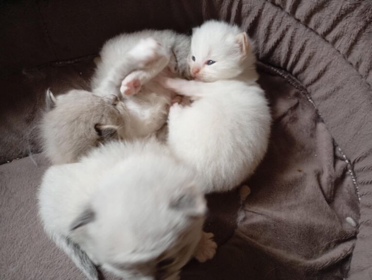 e6016e8c-1c12-413b-b213-8ef9b26d49f9 - Copie