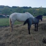 Poulain OC (Camargue × Dartmoor) Prince de la Mine d'Argent, Élevage de la Mine d'Argent, Uffholtz