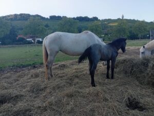 Poulain OC (Camargue × Dartmoor) Prince de la Mine d'Argent, Élevage de la Mine d'Argent, Uffholtz