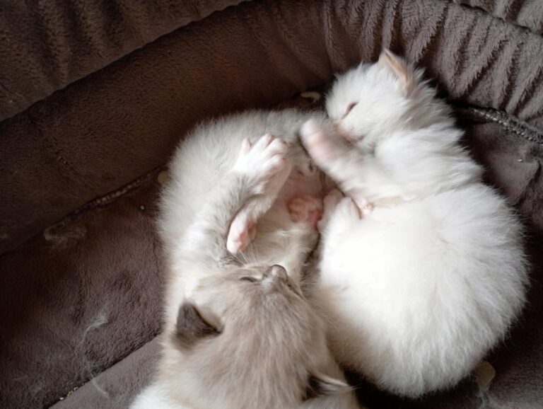 eef01ecc-4604-4e11-9fea-ffbdcfb68dd3 - Copie