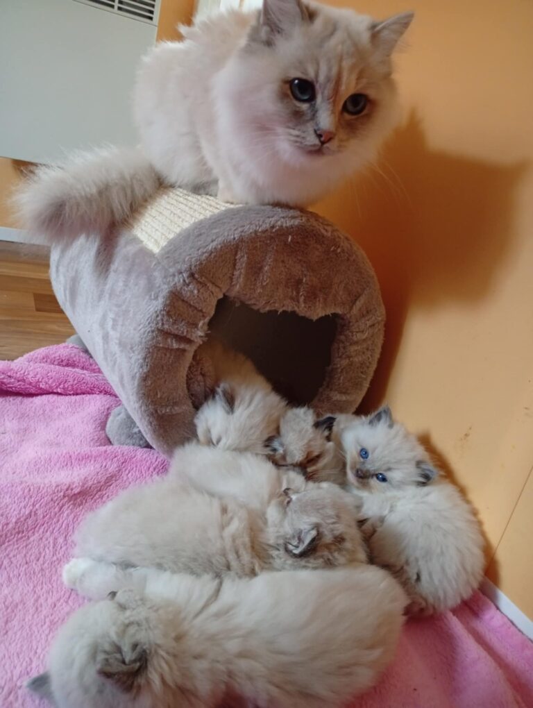 ffd32715-10d3-4255-8071-49c27cf0c2ab