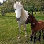 Poulain OC (Camargue × Dartmoor) Quiero de la Mine d'Argent, Élevage de la Mine d'Argent, Uffholtz