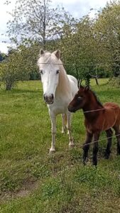 Poulain OC (Camargue × Dartmoor) Quiero de la Mine d'Argent, Élevage de la Mine d'Argent, Uffholtz