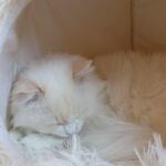 Chat Ragdoll Red point bicolor HM porteur de dilution Floyd, Élevage de la Mine d'Argent, Uffholtz