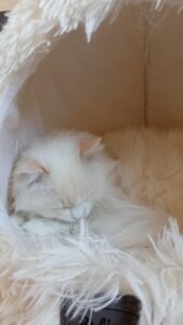 Chat Ragdoll Red point bicolor HM porteur de dilution Floyd, Élevage de la Mine d'Argent, Uffholtz