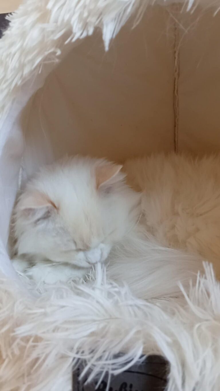 084365ab-8d86-4869-8fe4-241d8ce9c66e (1)