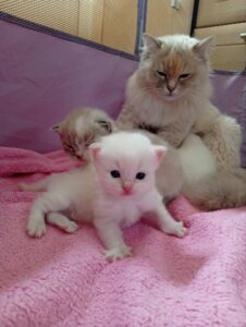 Chat Ragdoll blue torbie mink Tina, Élevage de la Mine d'Argent, Uffholtz