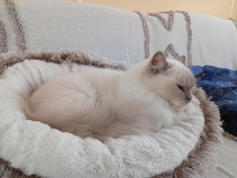 316c0a53-8eca-4752-9569-dbcf4429de21