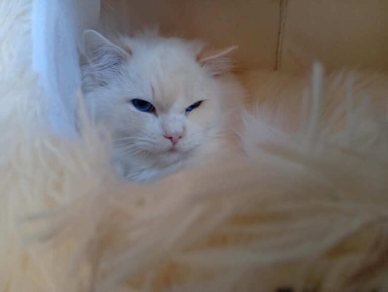 3b7b0c39-08f1-4a7e-a7ae-1a596f2889b7