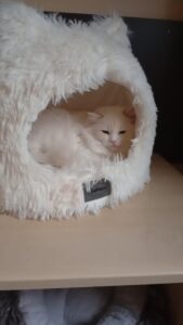 Chat Ragdoll Red point bicolor HM porteur de dilution Floyd, Élevage de la Mine d'Argent, Uffholtz