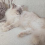 Chat Ragdoll lilac point mitted Kaïa, Élevage de la Mine d'Argent, Uffholtz