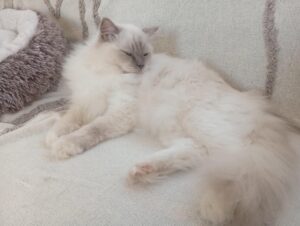 Chat Ragdoll lilac point mitted Kaïa, Élevage de la Mine d'Argent, Uffholtz