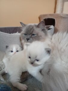 Chat Ragdoll Plume, Élevage de la Mine d'Argent, Uffholtz