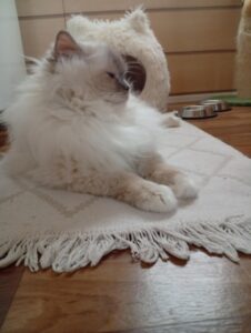 Chat Ragdoll lilac point mitted Kaïa, Élevage de la Mine d'Argent, Uffholtz