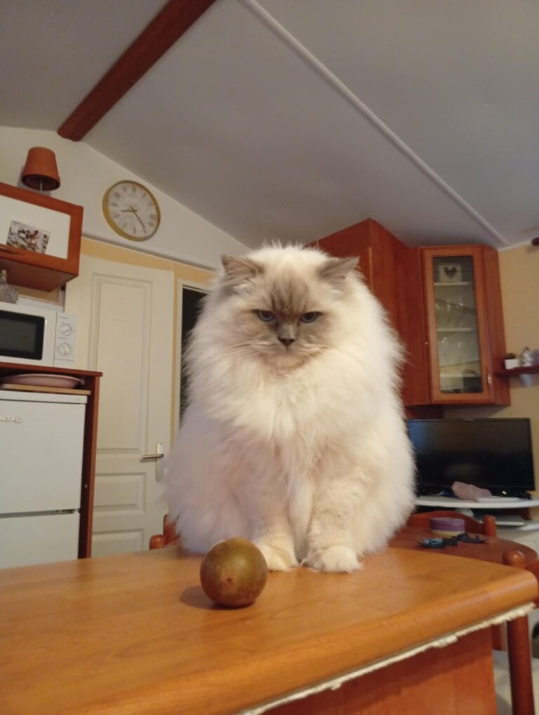 Chat Ragdoll lilac point mitted Kaïa, Élevage de la Mine d'Argent, Uffholtz