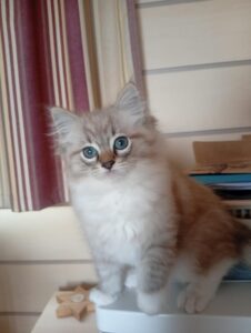 Chat Ragdoll seal tabby mink mitted Armani, Élevage de la Mine d'Argent, Uffholtz