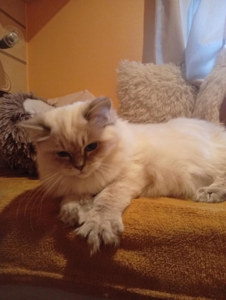Chat Ragdoll blue tabby point Q'Angel, Élevage de la Mine d'Argent, Uffholtz