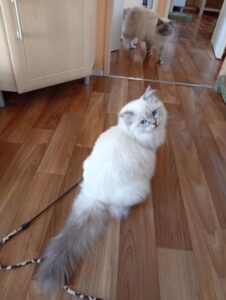 Chat Ragdoll blue tabby point Q'Angel, Élevage de la Mine d'Argent, Uffholtz
