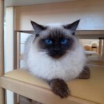 Chat Ragdoll seal colorpoint Wendy, Élevage de la Mine d'Argent, Uffholtz