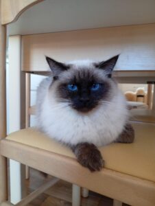 Chat Ragdoll seal colorpoint Wendy, Élevage de la Mine d'Argent, Uffholtz