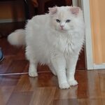Chat Ragdoll Red point bicolor HM porteur de dilution Floyd, Élevage de la Mine d'Argent, Uffholtz