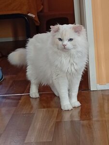 Chat Ragdoll Red point bicolor HM porteur de dilution Floyd, Élevage de la Mine d'Argent, Uffholtz