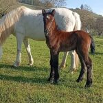 Poulain OC (Camargue × Dartmoor) Quiero de la Mine d'Argent, Élevage de la Mine d'Argent, Uffholtz