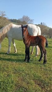 Poulain OC (Camargue × Dartmoor) Quiero de la Mine d'Argent, Élevage de la Mine d'Argent, Uffholtz