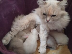 Chat Ragdoll blue torbie mink Tina, Élevage de la Mine d'Argent, Uffholtz