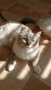 Chat Ragdoll seal tabby mink mitted Armani, Élevage de la Mine d'Argent, Uffholtz