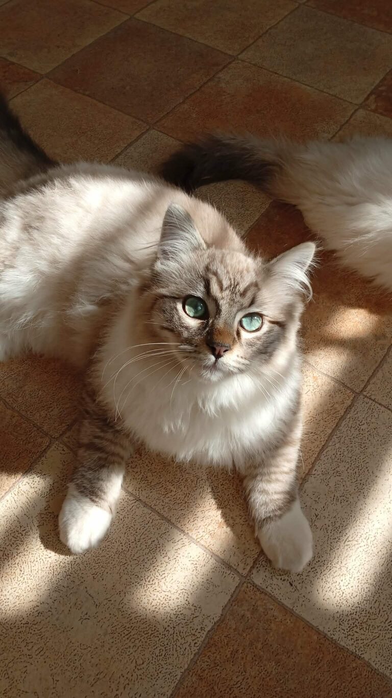 Chat Ragdoll seal tabby mink mitted Armani, Élevage de la Mine d'Argent, Uffholtz