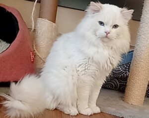 Chat Ragdoll Red point bicolor HM porteur de dilution Floyd, Élevage de la Mine d'Argent, Uffholtz