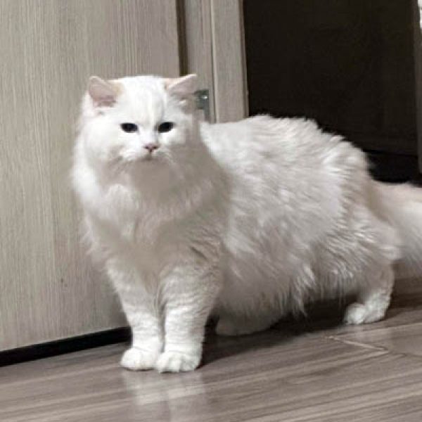 Ragdoll Haut-Rhin