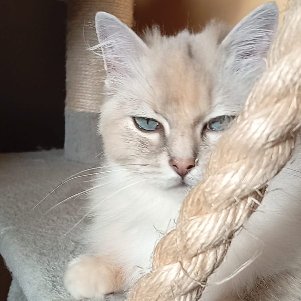 Tina, Ragdoll Haut-rhin