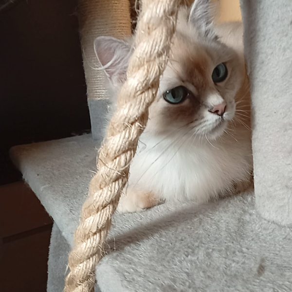 Tina, Ragdoll Alsace